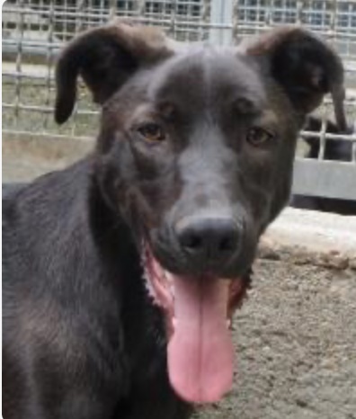 Protezione Animali di Legnano Onlus